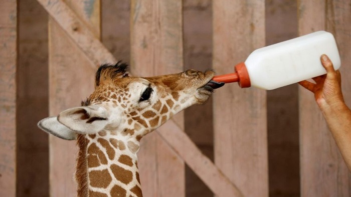 Adorable baby giraffe gets a leg up from his caretakers 